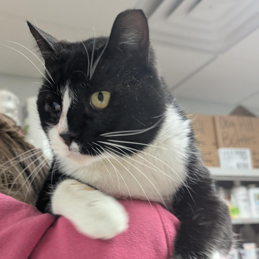 Enlarge Alastor, a Adoptable Domestic Short Hair in Peoria, IL image 1/1