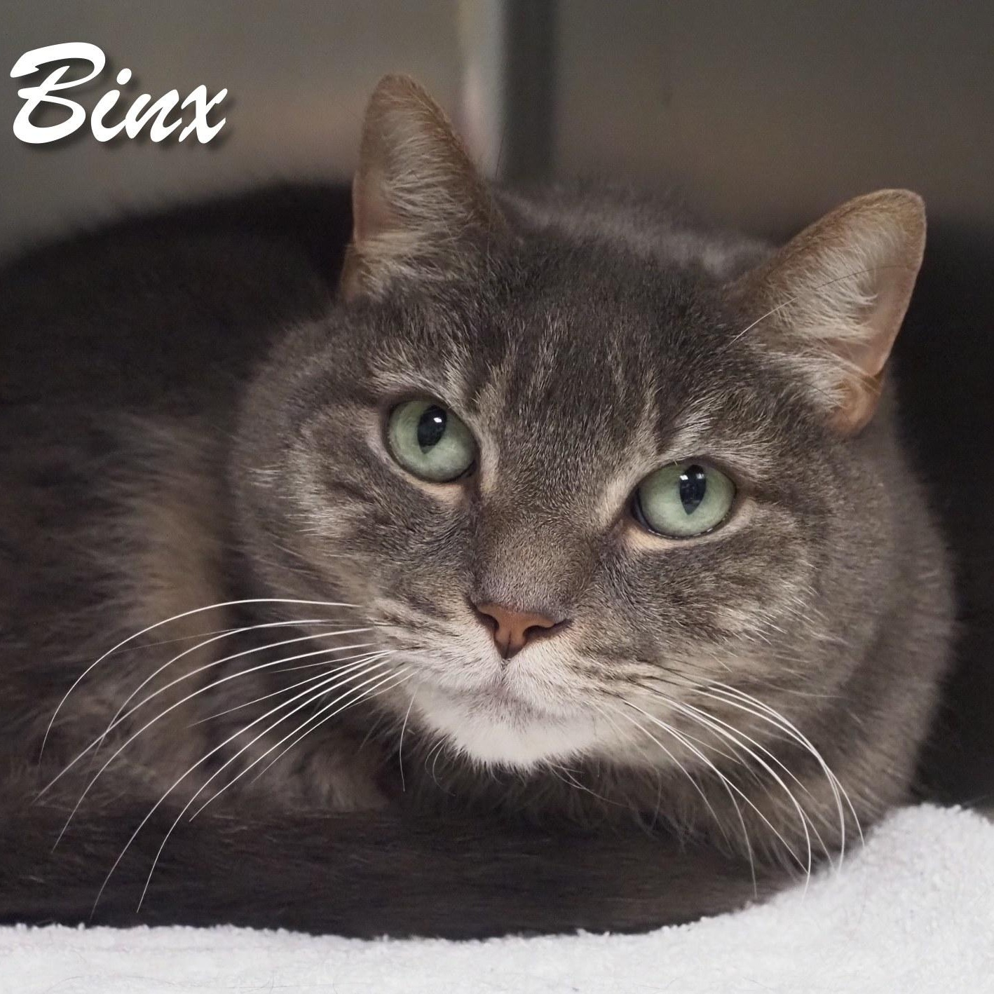 Binx