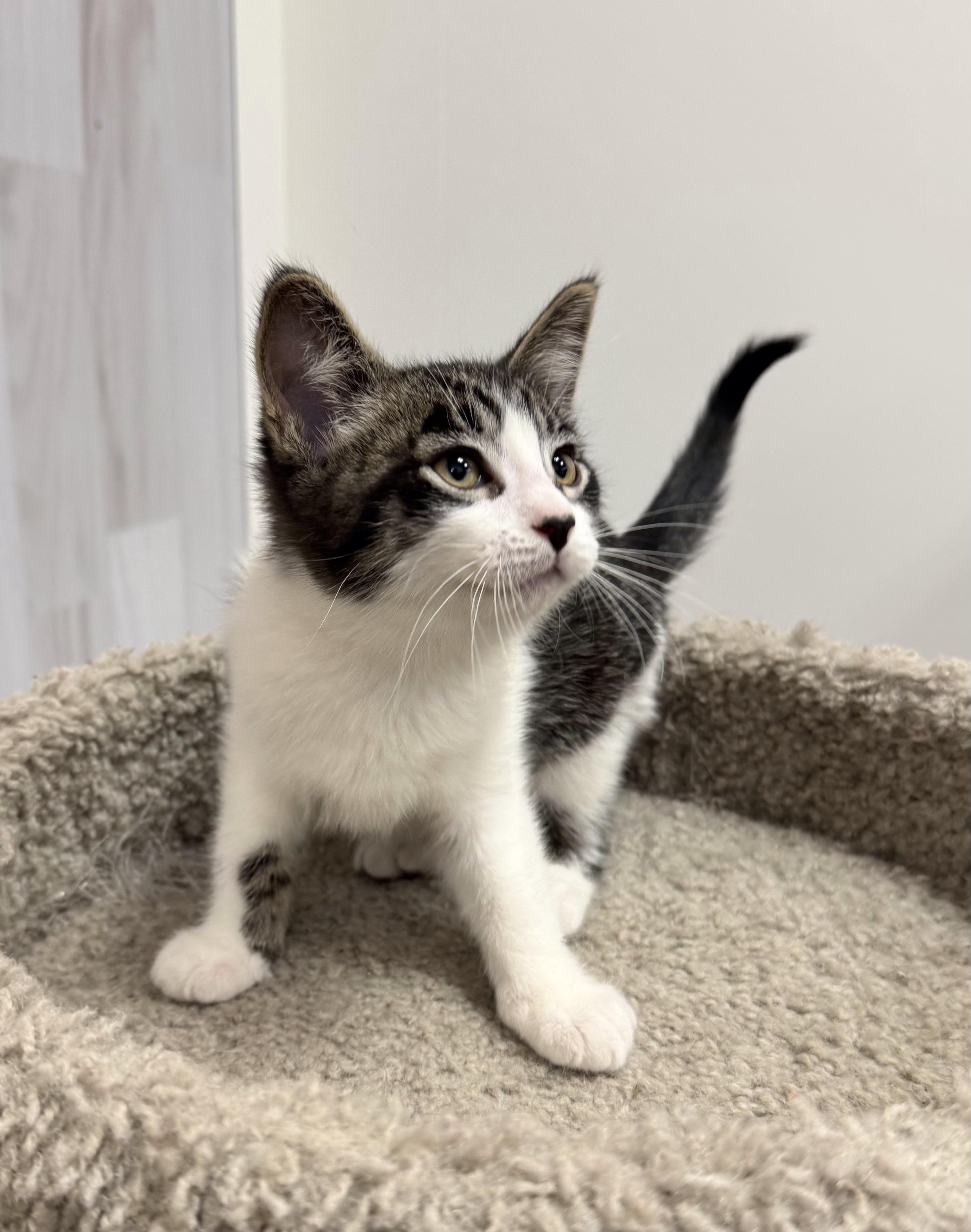 Tazzy, Adoptable, Kitten Male Domestic Short Hair.
