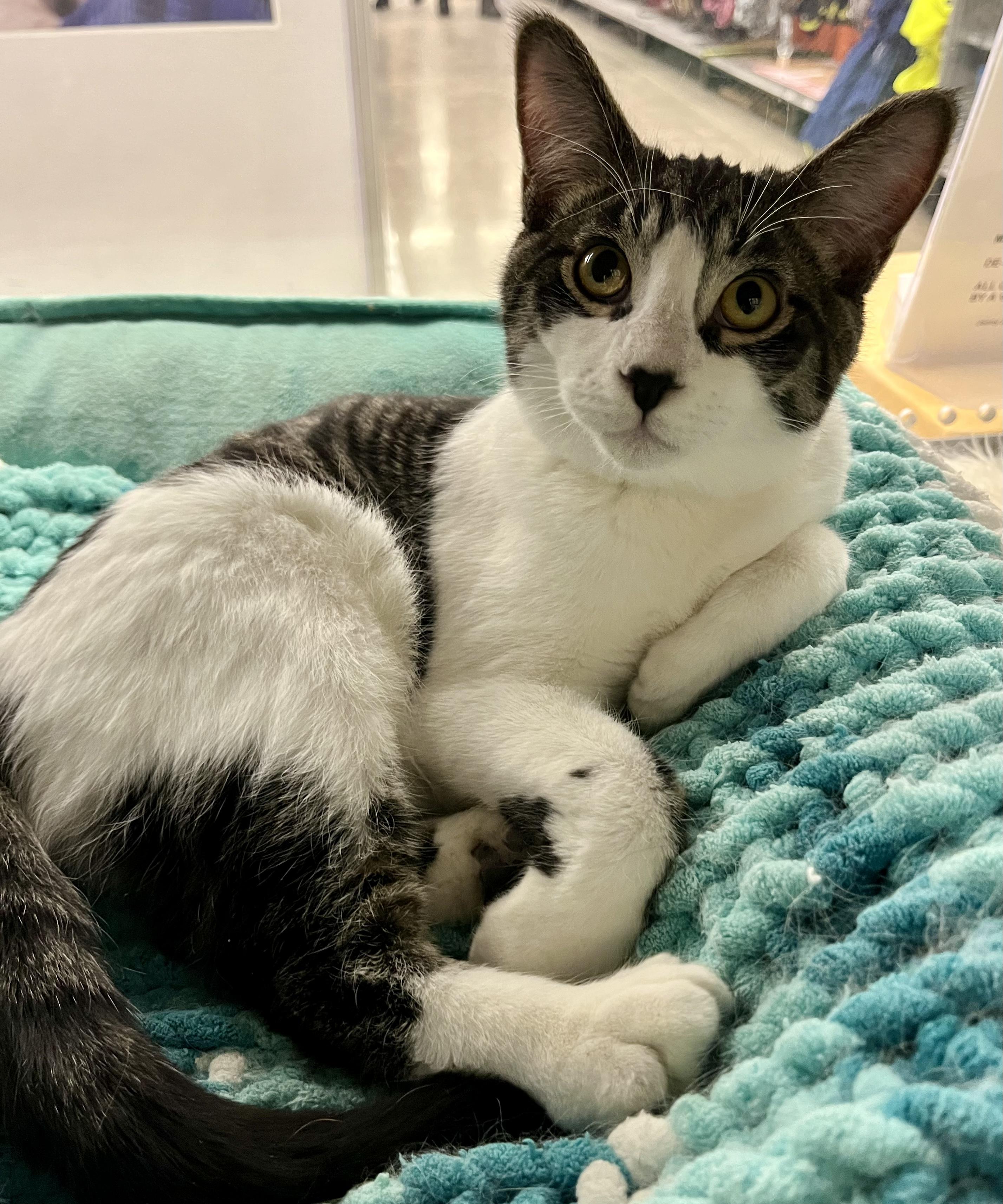 Enlarge Tazzy, an adopted Domestic Short Hair in Pickering, ON image 1/2