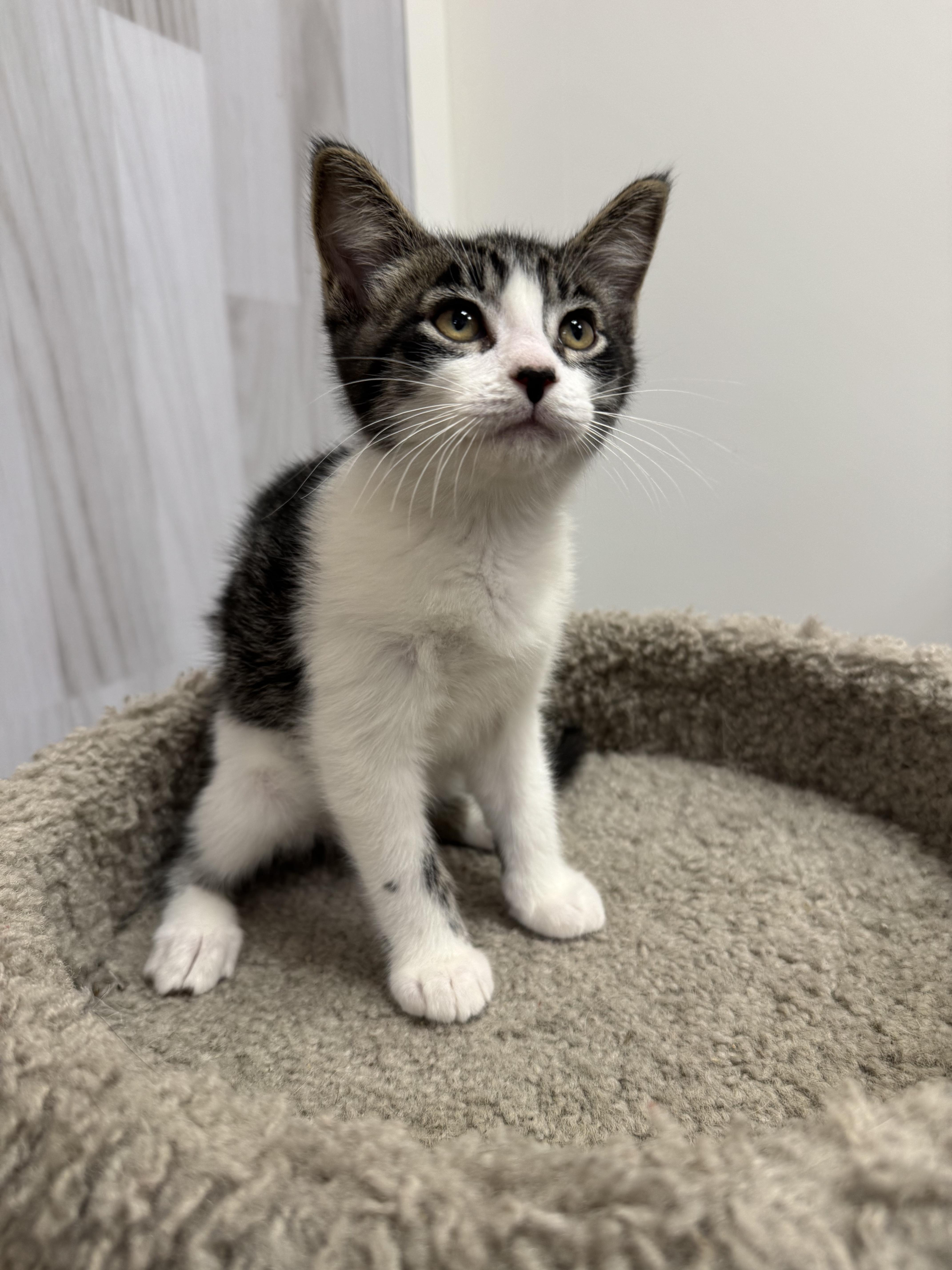 Enlarge Tazzy, a Adoptable Domestic Short Hair in Pickering, ON image 3/4