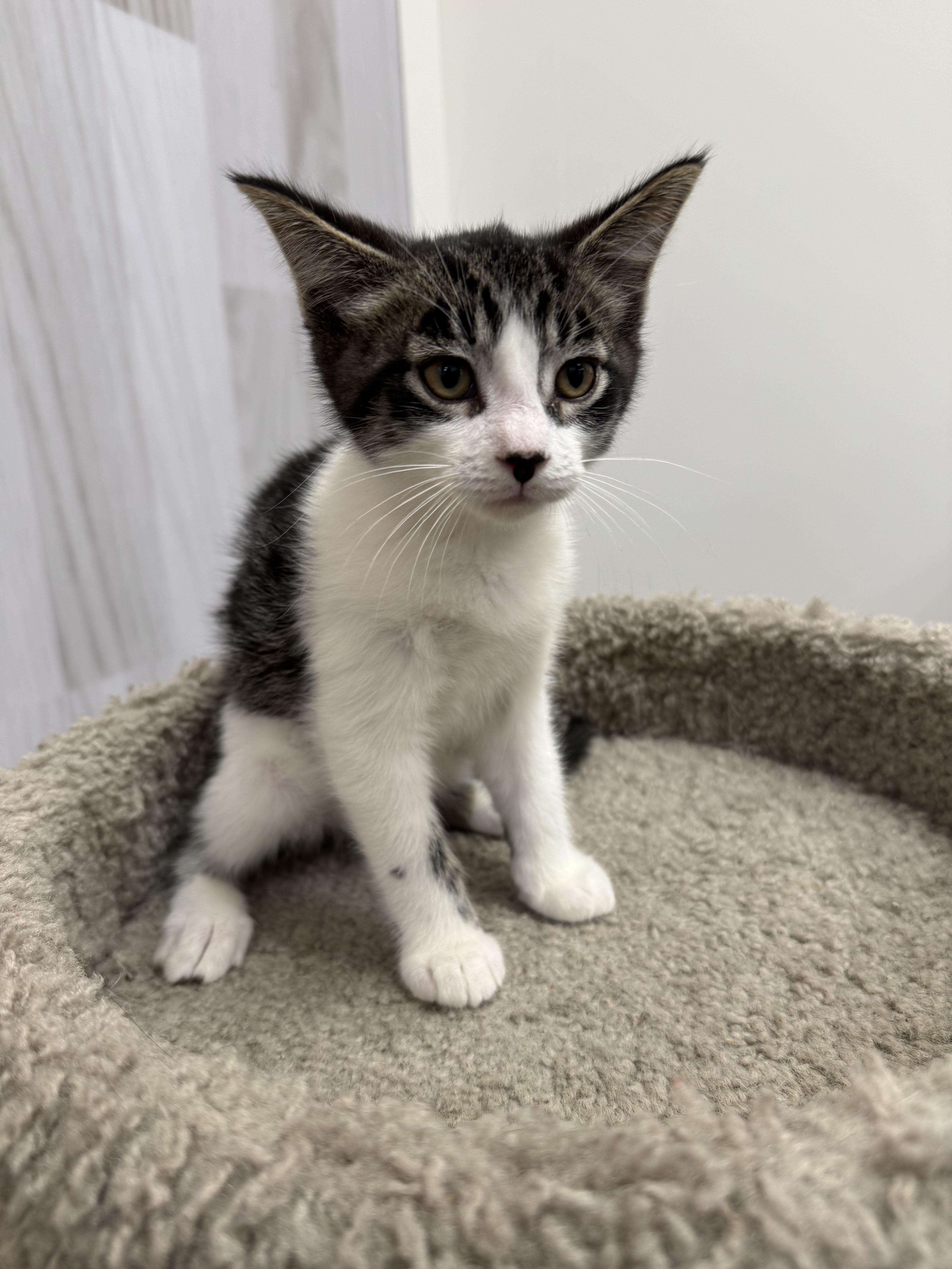 Enlarge Tazzy, a Adoptable Domestic Short Hair in Pickering, ON image 4/4