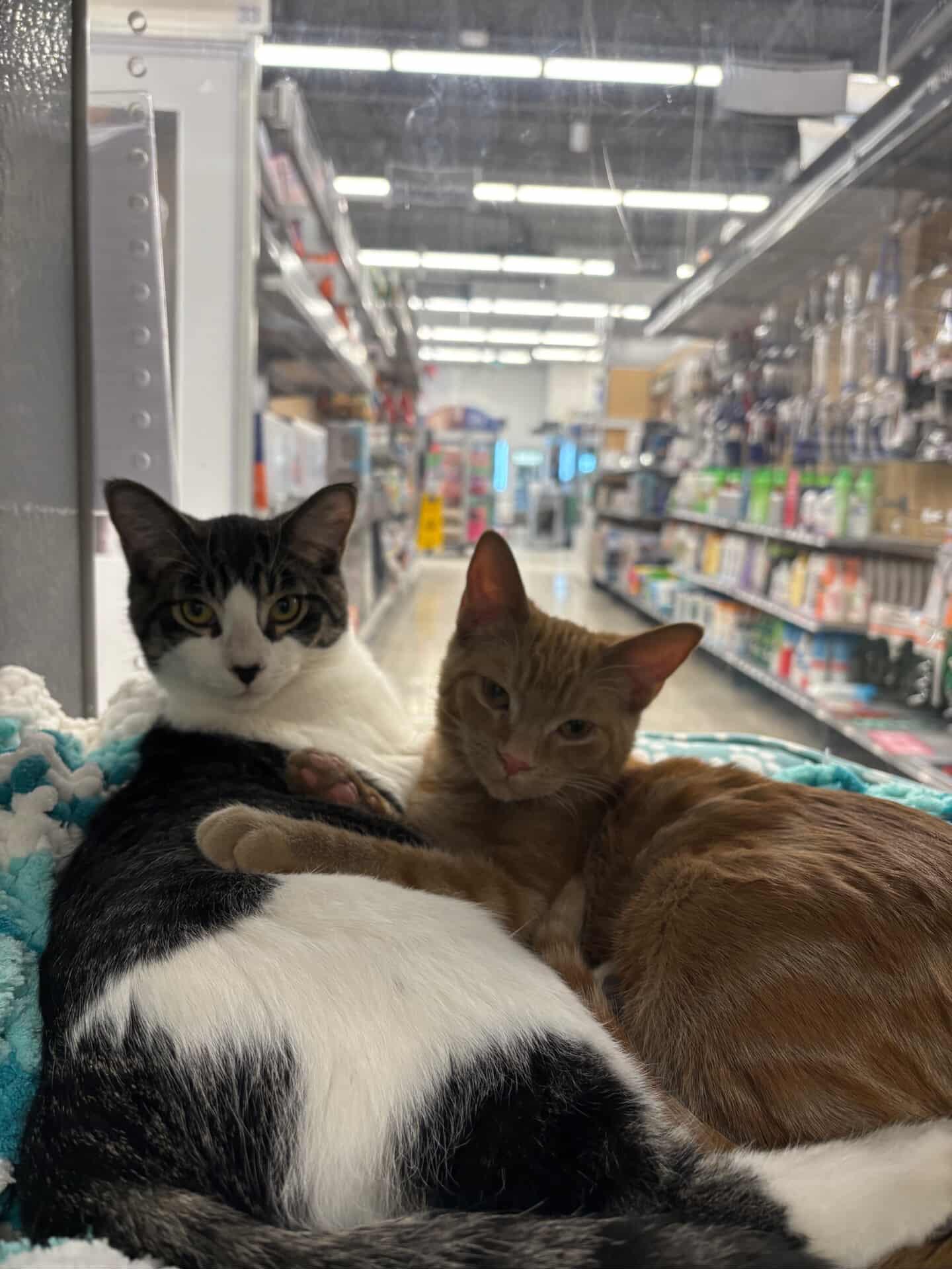 Enlarge Tazzy, an adopted Domestic Short Hair in Pickering, ON image 2/2