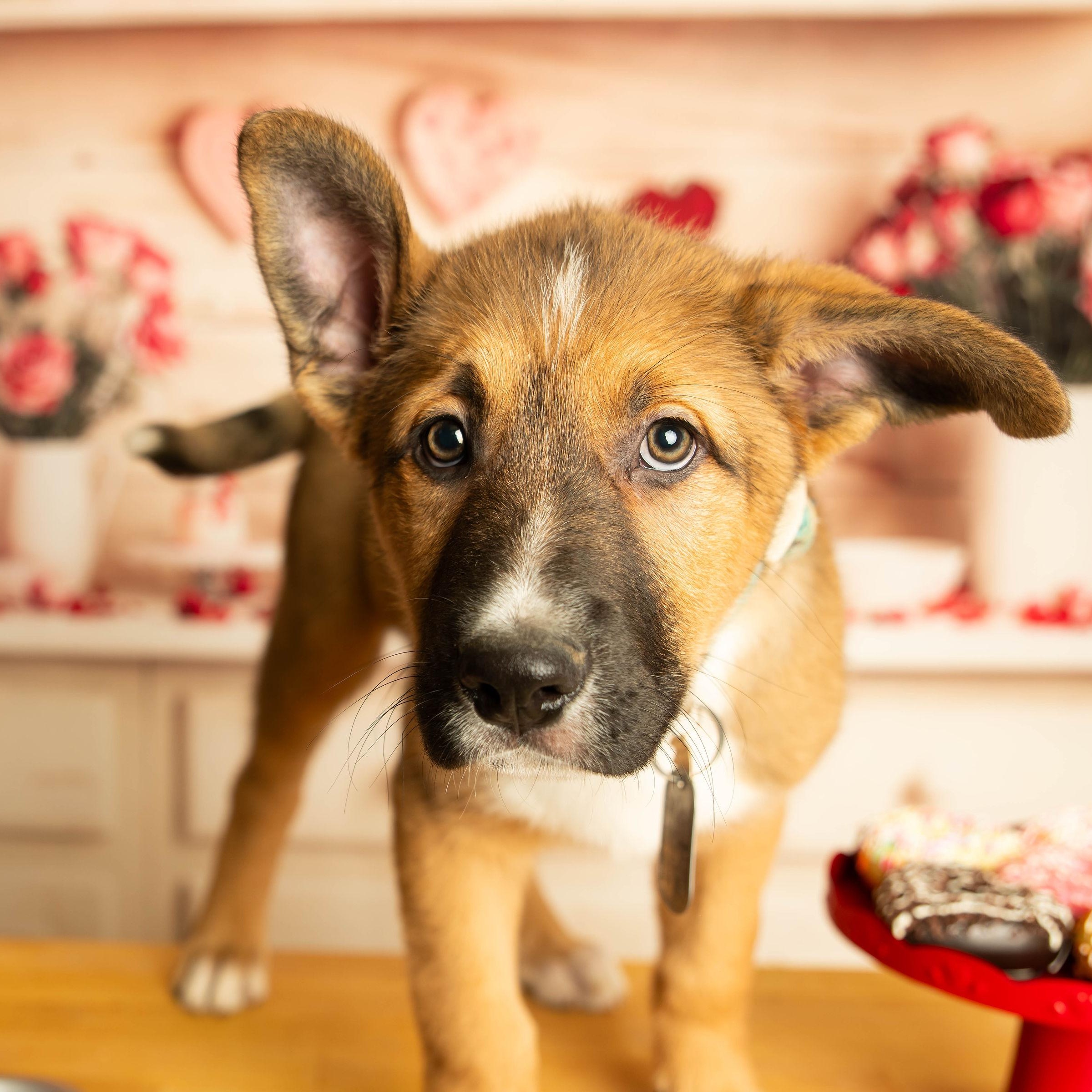 Miami , adopted, Puppy Male German Shepherd Dog.