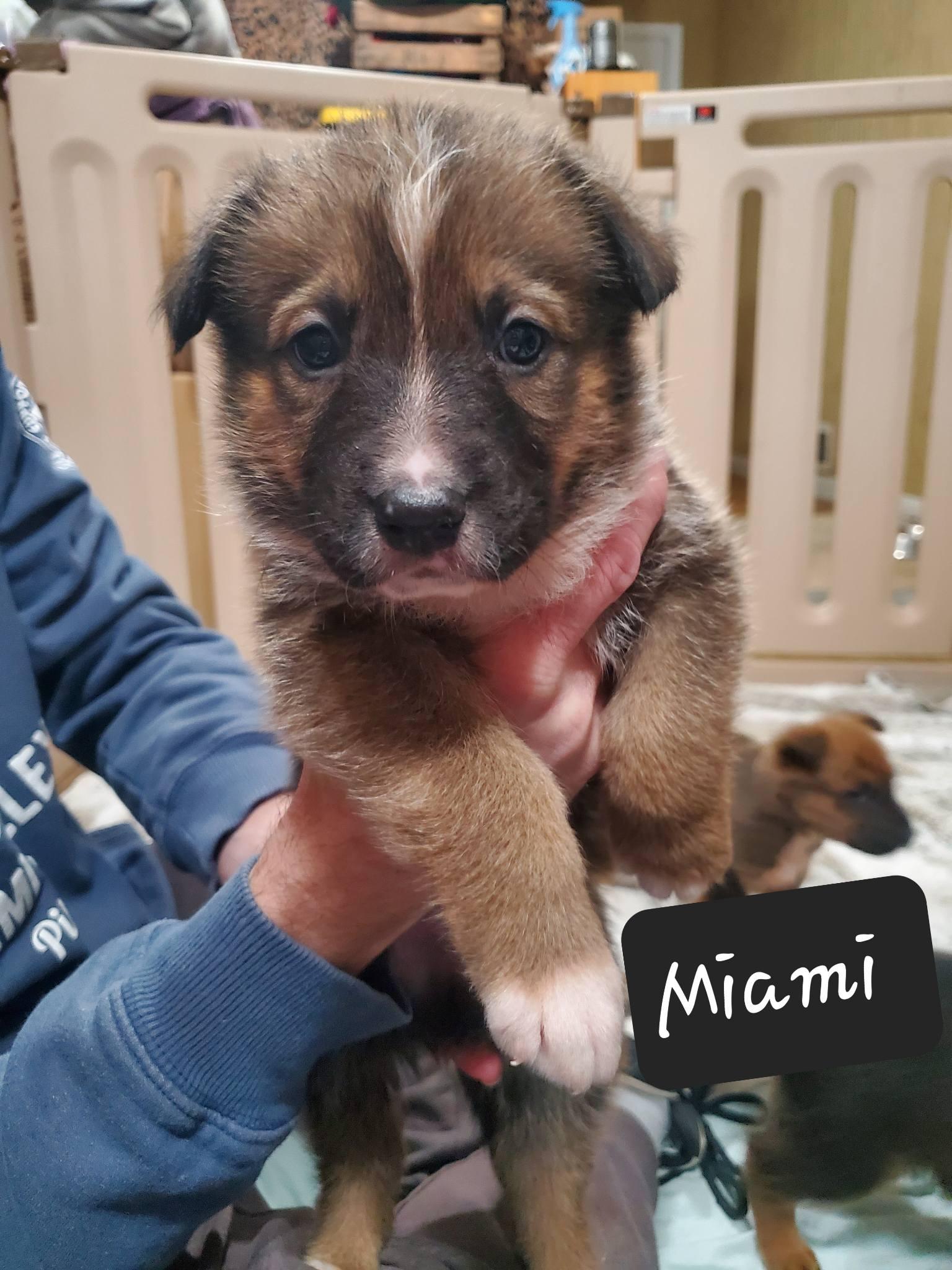 Enlarge Miami , an adopted mixed breed in Dayton, OH image 6/6