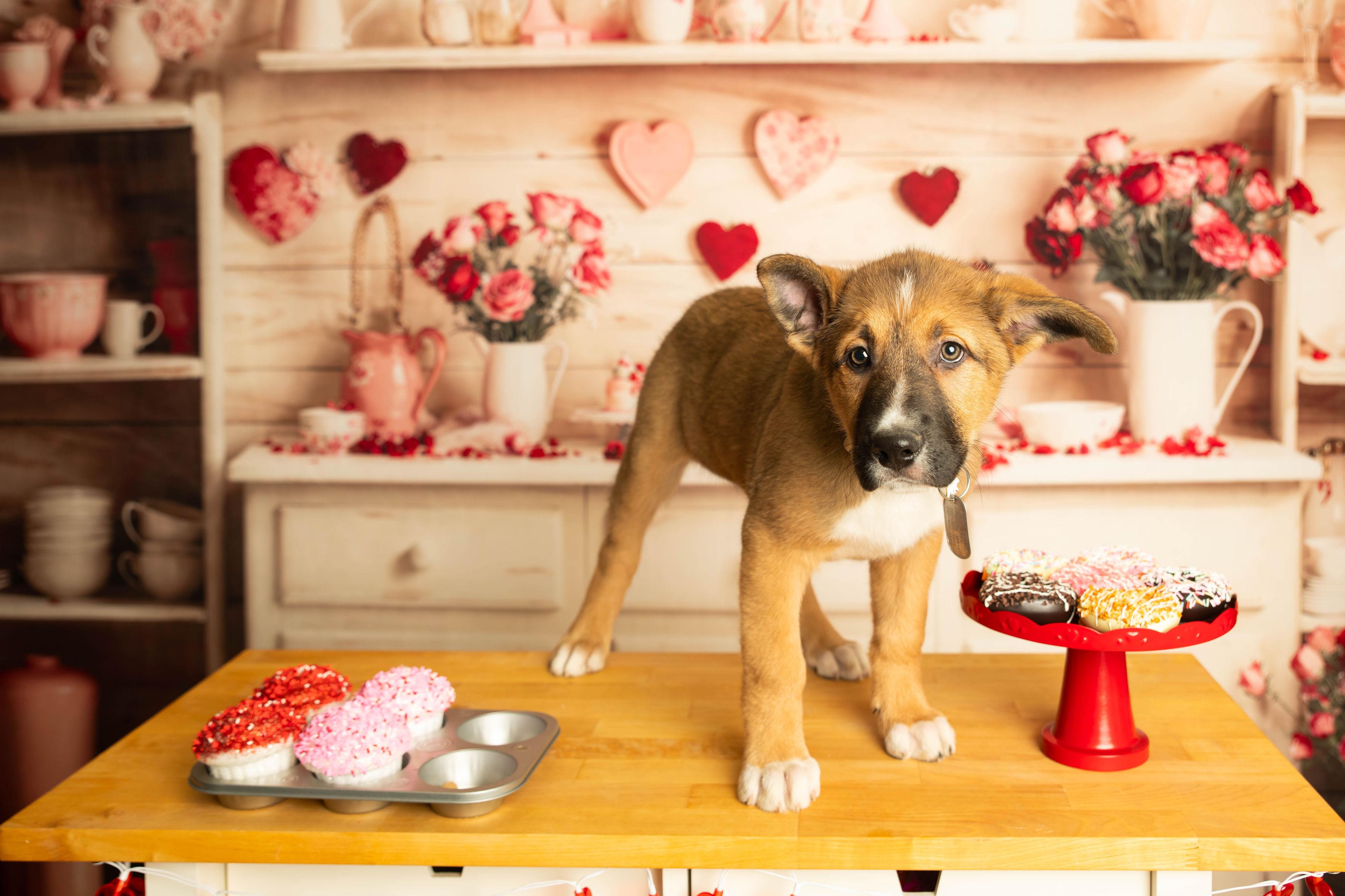 Enlarge Miami , an adopted mixed breed in Dayton, OH image 3/6