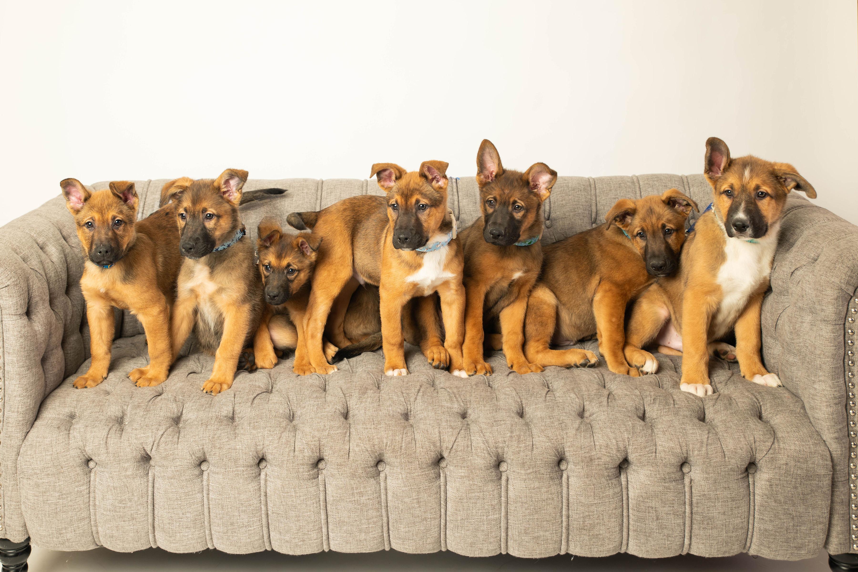 Enlarge Miami , an adopted mixed breed in Dayton, OH image 4/6