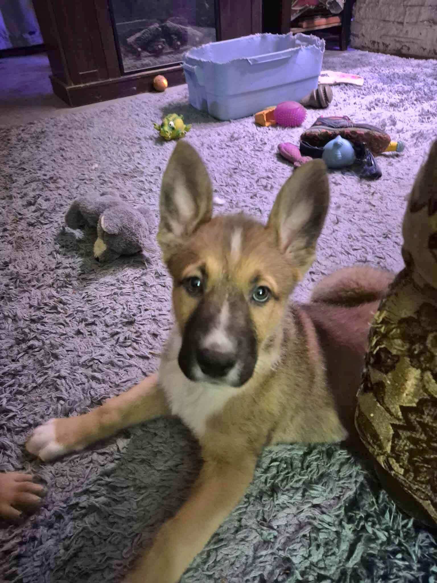 Enlarge Miami , an adopted mixed breed in Dayton, OH image 5/6