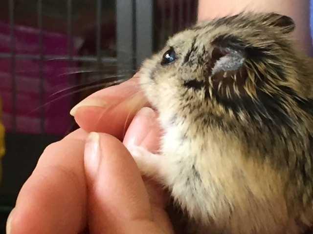 Ozomo, Adopted, Adult Male Hamster.