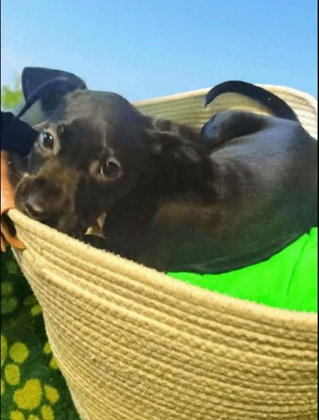 Enlarge Pretty Penny, a ADOPTABLE mixed breed in Arnold, MD image 2/4