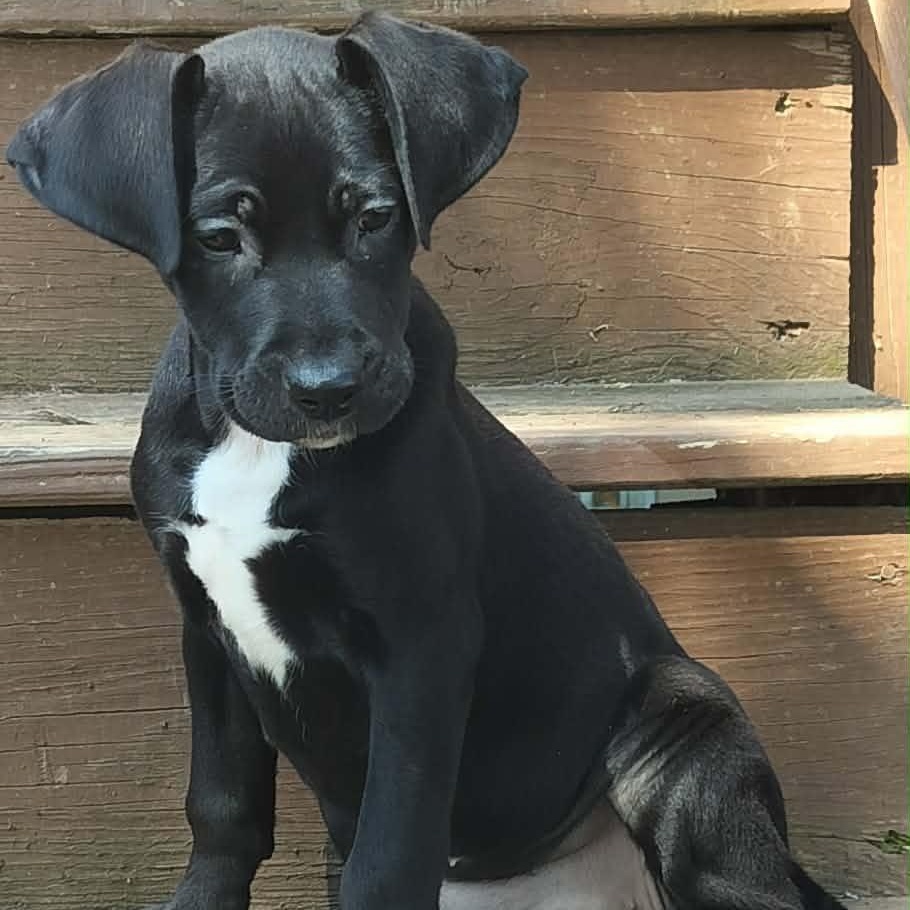 Enlarge Pretty Penny, a ADOPTABLE mixed breed in Arnold, MD image 1/4