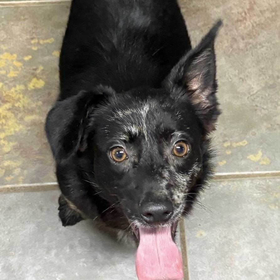 Enlarge Pippa, a ADOPTABLE mixed breed in Louisburg, KS image 1/6