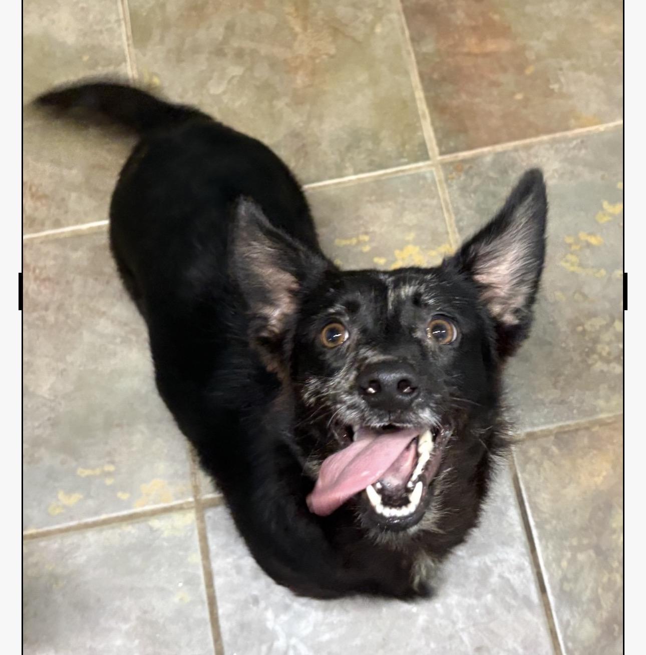 Enlarge Pippa, a ADOPTABLE mixed breed in Louisburg, KS image 2/6