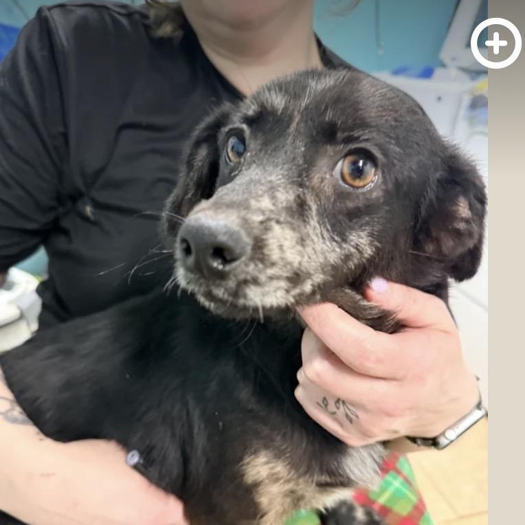 Enlarge Pippa, a ADOPTABLE mixed breed in Louisburg, KS image 4/6