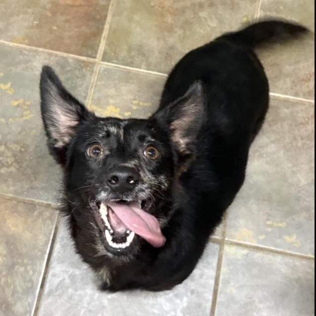 Enlarge Pippa, a ADOPTABLE mixed breed in Louisburg, KS image 3/6