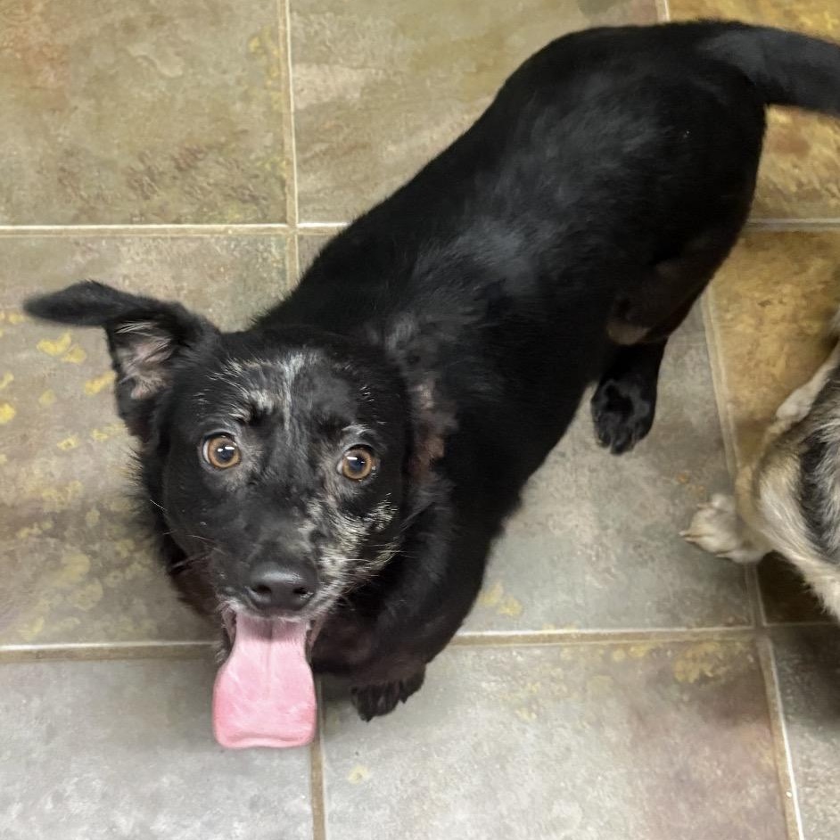 Enlarge Pippa, a ADOPTABLE mixed breed in Louisburg, KS image 6/6