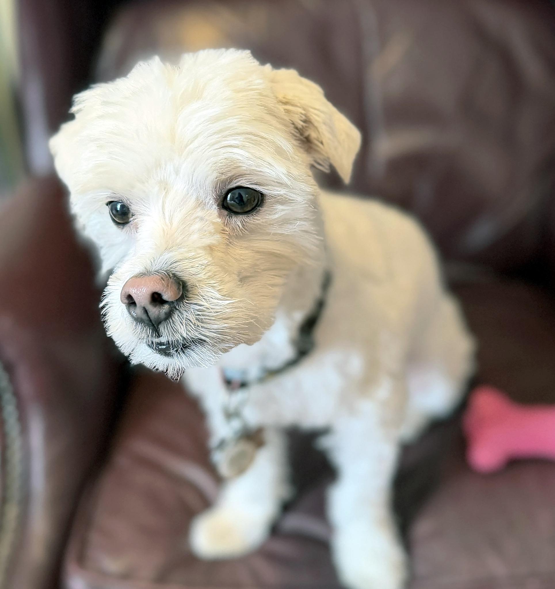 Enlarge BUDDY, a ADOPTABLE mixed breed in Montreal, QC image 3/3