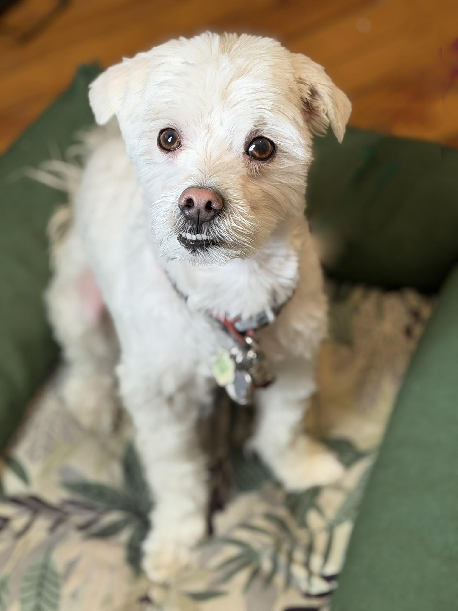 Enlarge BUDDY, a ADOPTABLE mixed breed in Montreal, QC image 1/3