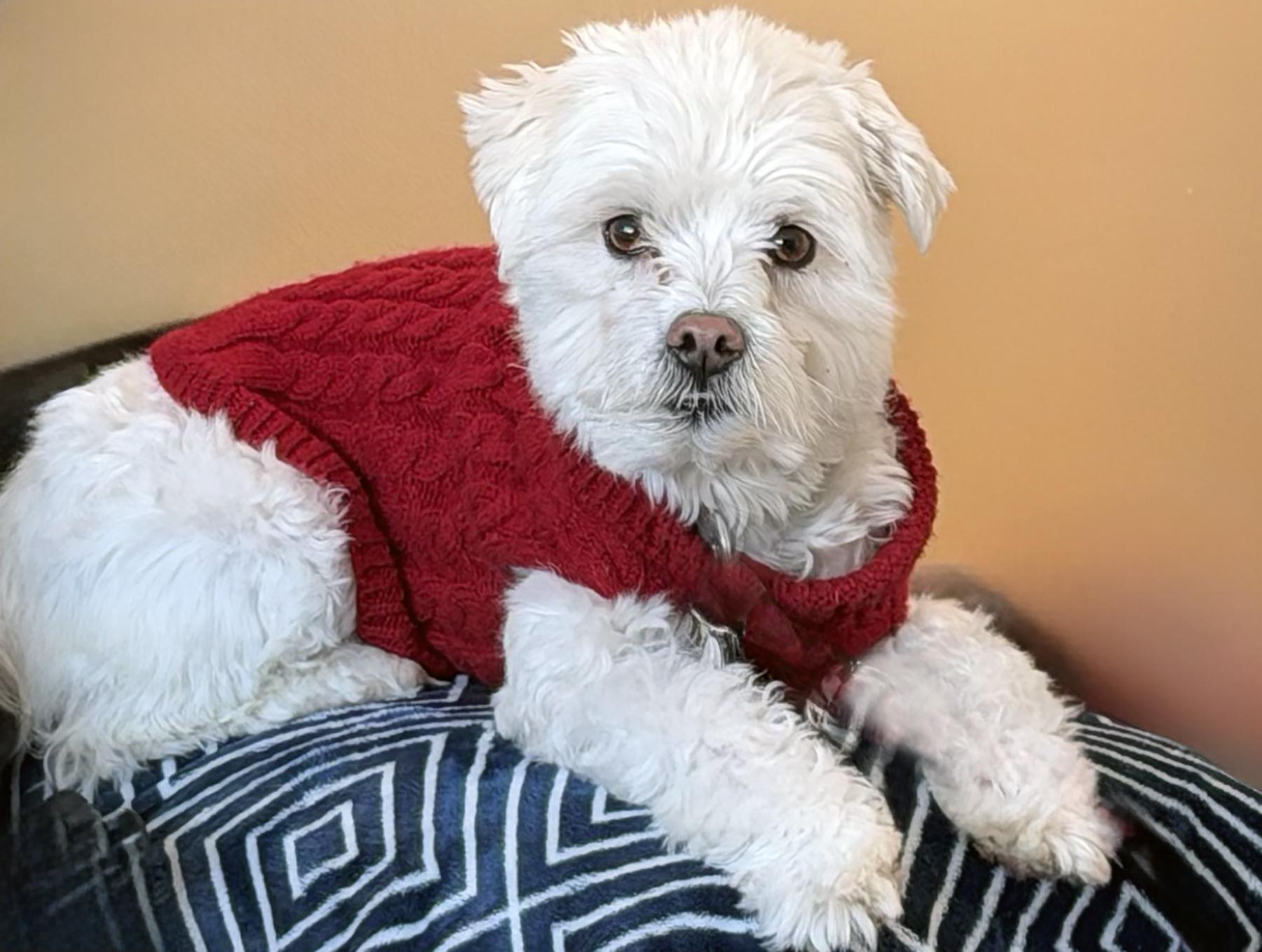 BUDDY, ADOPTABLE, Adult Male Maltese.