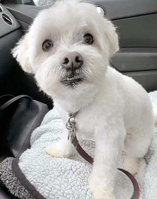BUDDY, ADOPTABLE, Adult Male Maltese.