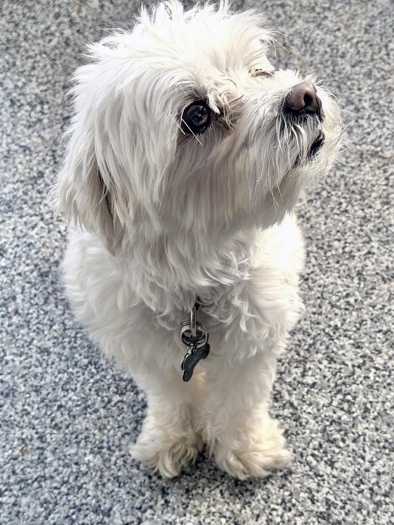 BUDDY, ADOPTABLE, Adult Male Maltese.