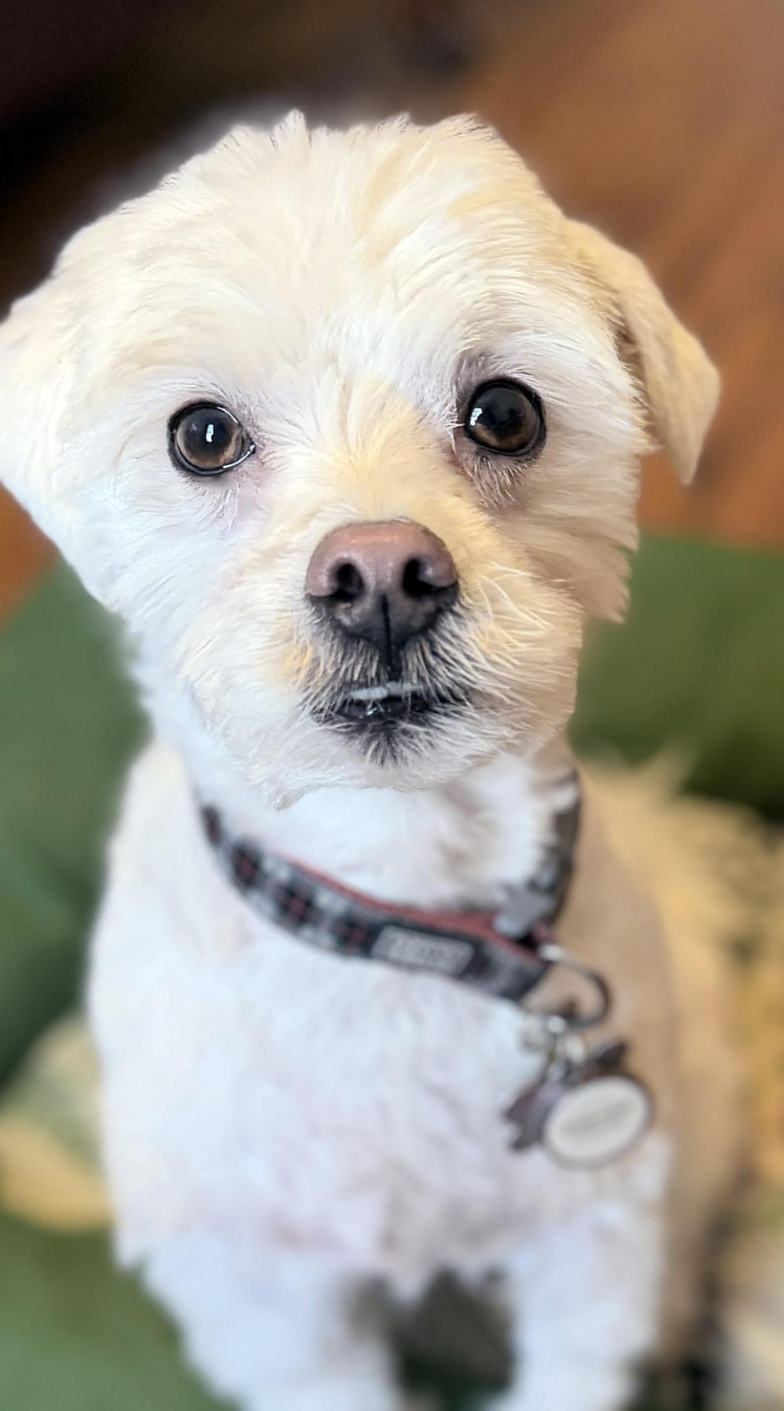 Enlarge BUDDY, a ADOPTABLE mixed breed in Montreal, QC image 2/3