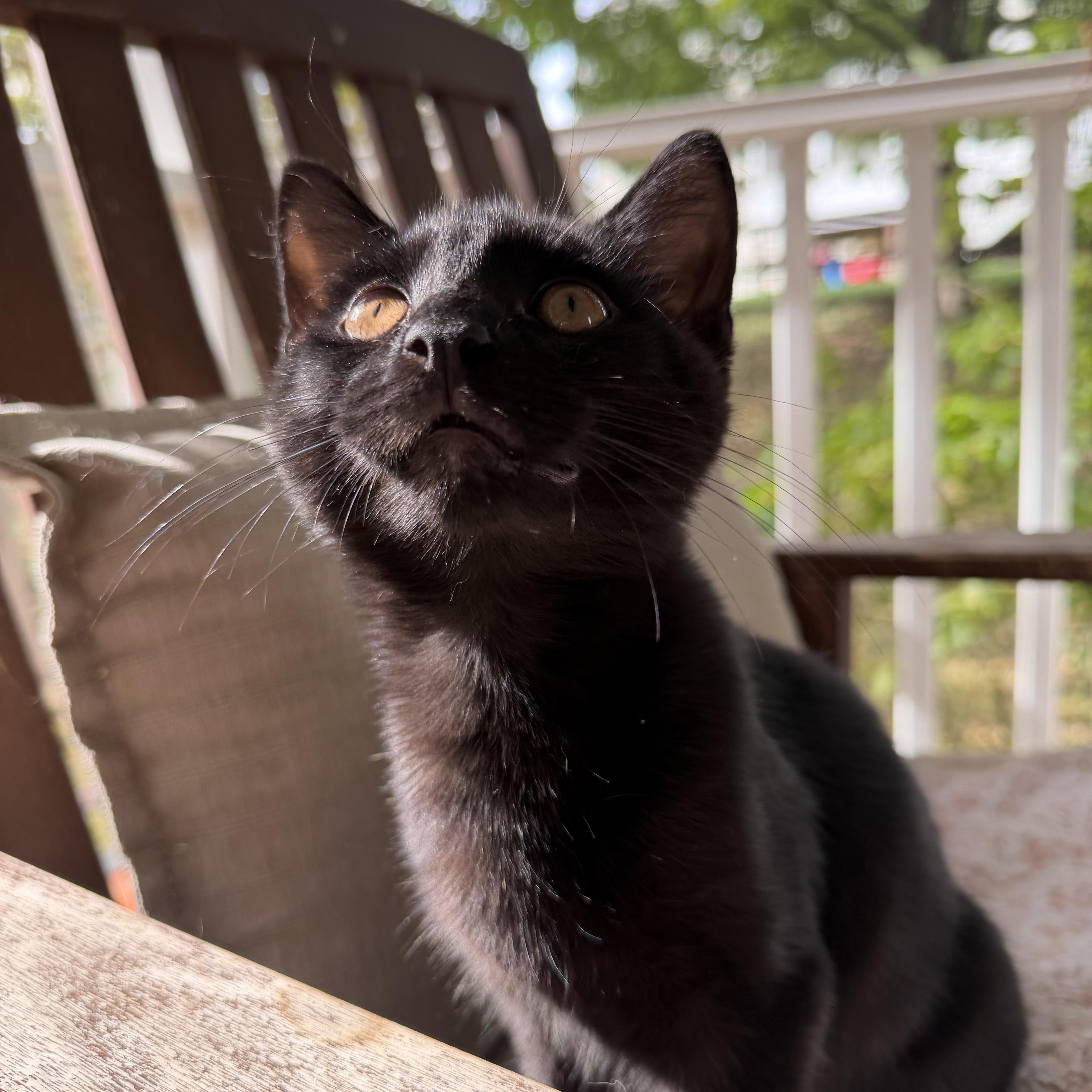 Guillermo de la Cruz, Adoptable, Young Male Domestic Short Hair.