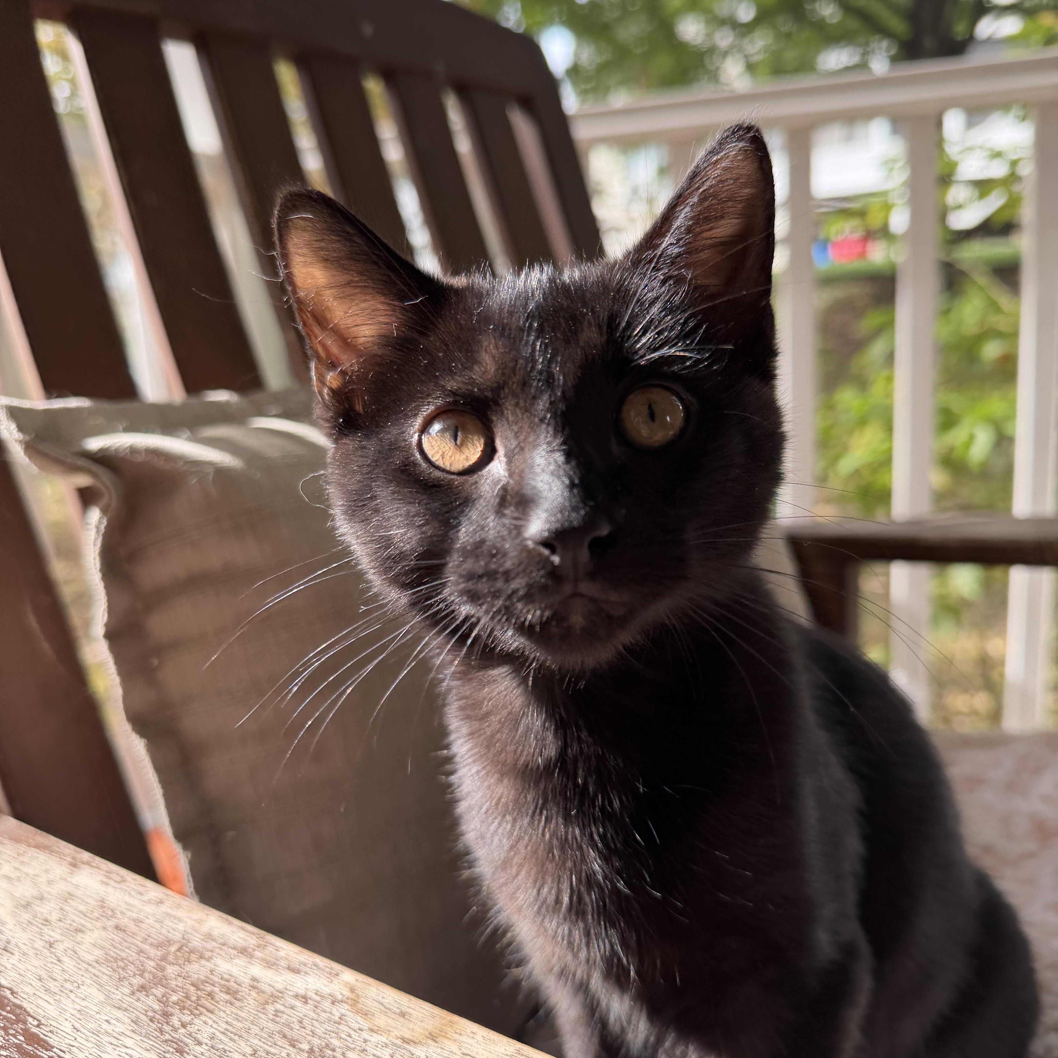 Enlarge Guillermo de la Cruz, a Adoptable Domestic Short Hair in Columbia, MD image 2/3