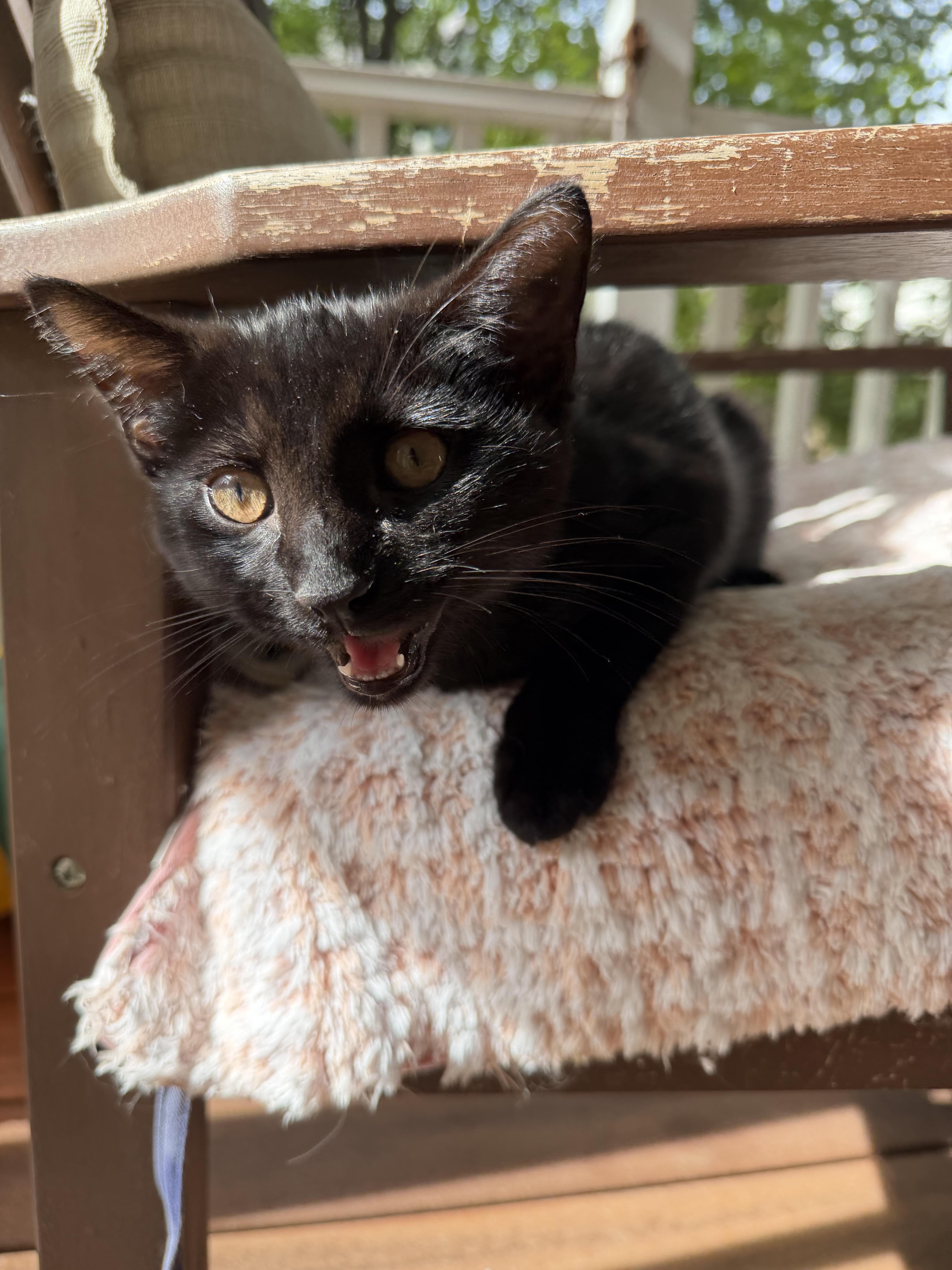 Enlarge Guillermo de la Cruz, a Adoptable Domestic Short Hair in Columbia, MD image 3/3