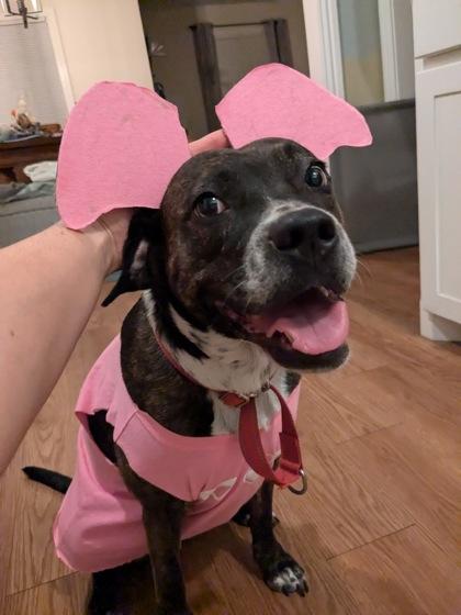 Marjorie, a Adoptable mixed breed in Fort Worth, TX image 1/3