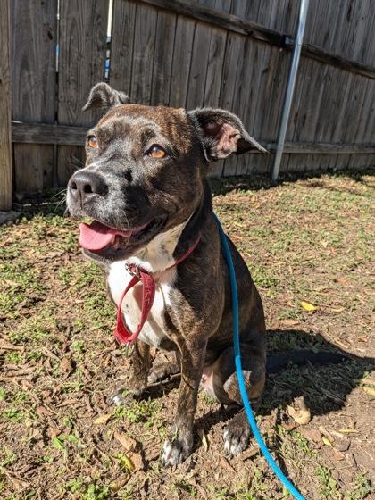 Marjorie, a Adoptable mixed breed in Fort Worth, TX image 3/3