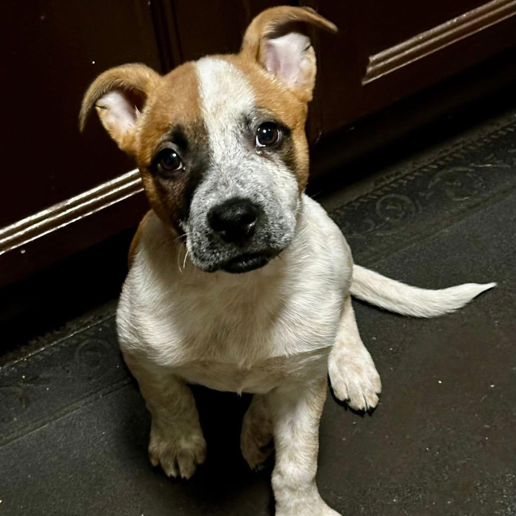 Enlarge Barkley, a Adoptable Cattle Dog in La Grange, KY image 4/5
