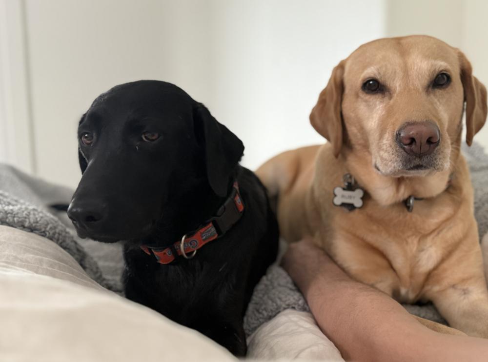 Wingels / Mia, Adoptable, Adult Female Labrador Retriever.