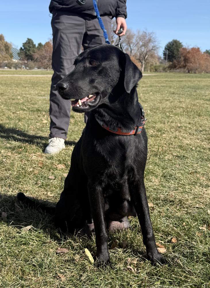 Enlarge Wingels / Mia, a Adoptable mixed breed in Broomfield, CO image 2/6