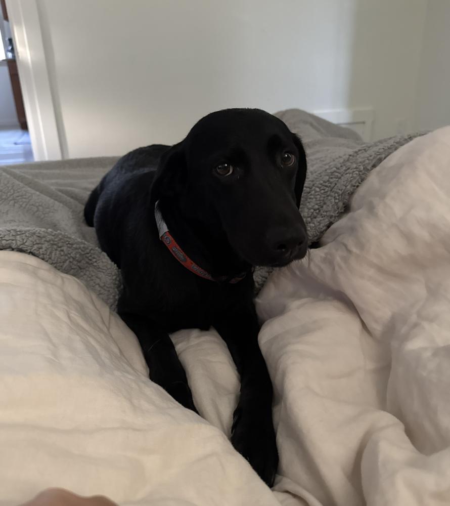 Enlarge Wingels / Mia, a Adoptable mixed breed in Broomfield, CO image 3/6