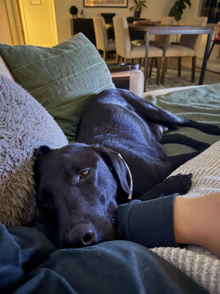 Enlarge Wingels / Mia, a Adoptable mixed breed in Broomfield, CO image 4/6