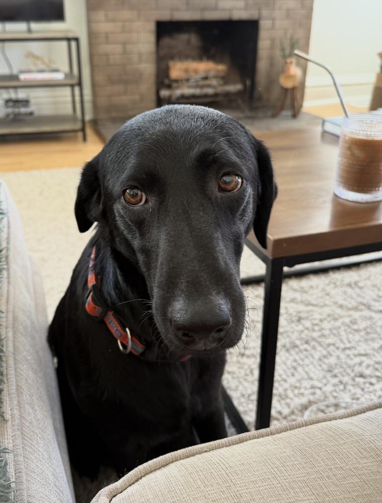 Enlarge Wingels / Mia, a Adoptable mixed breed in Broomfield, CO image 5/6