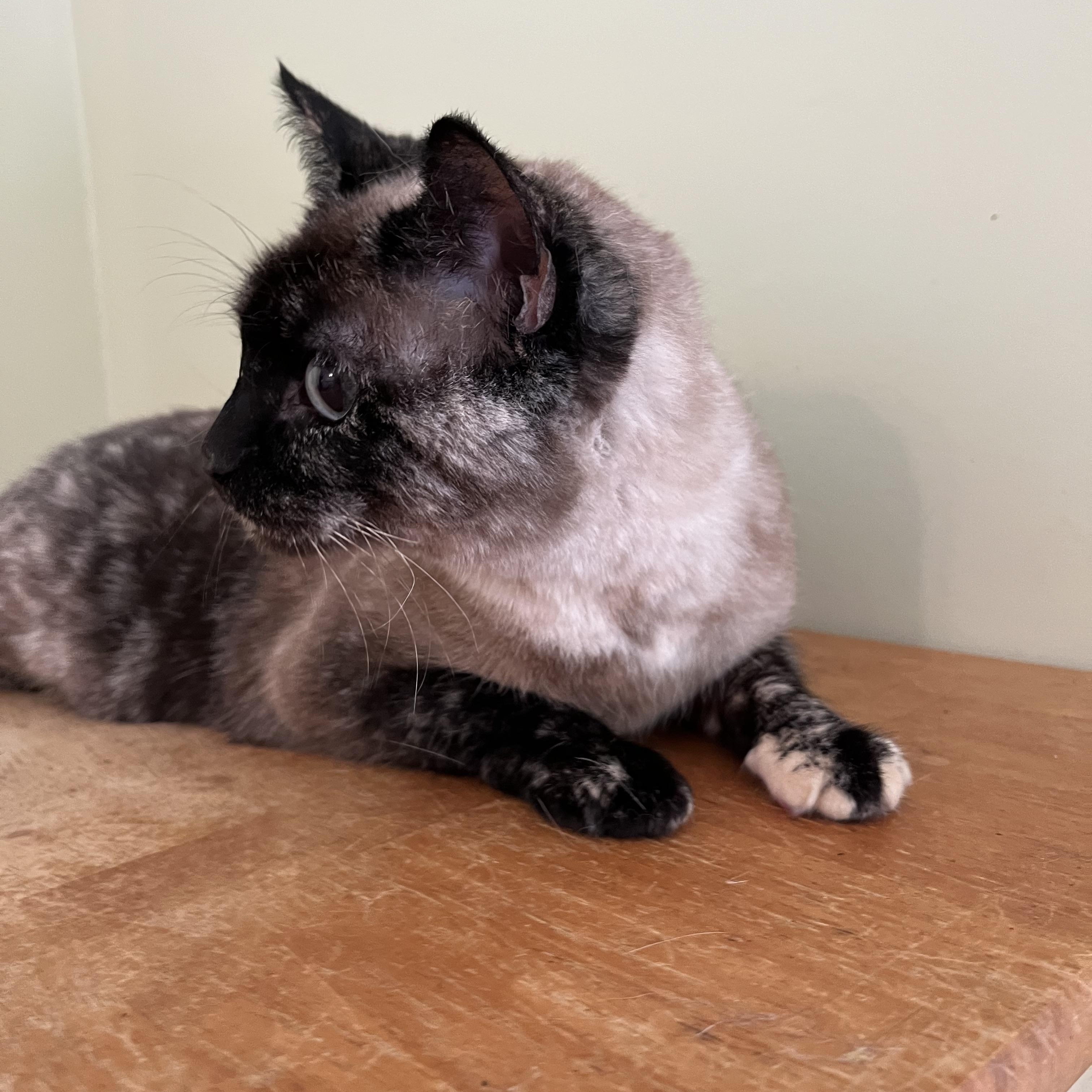 Cola (front declawed)