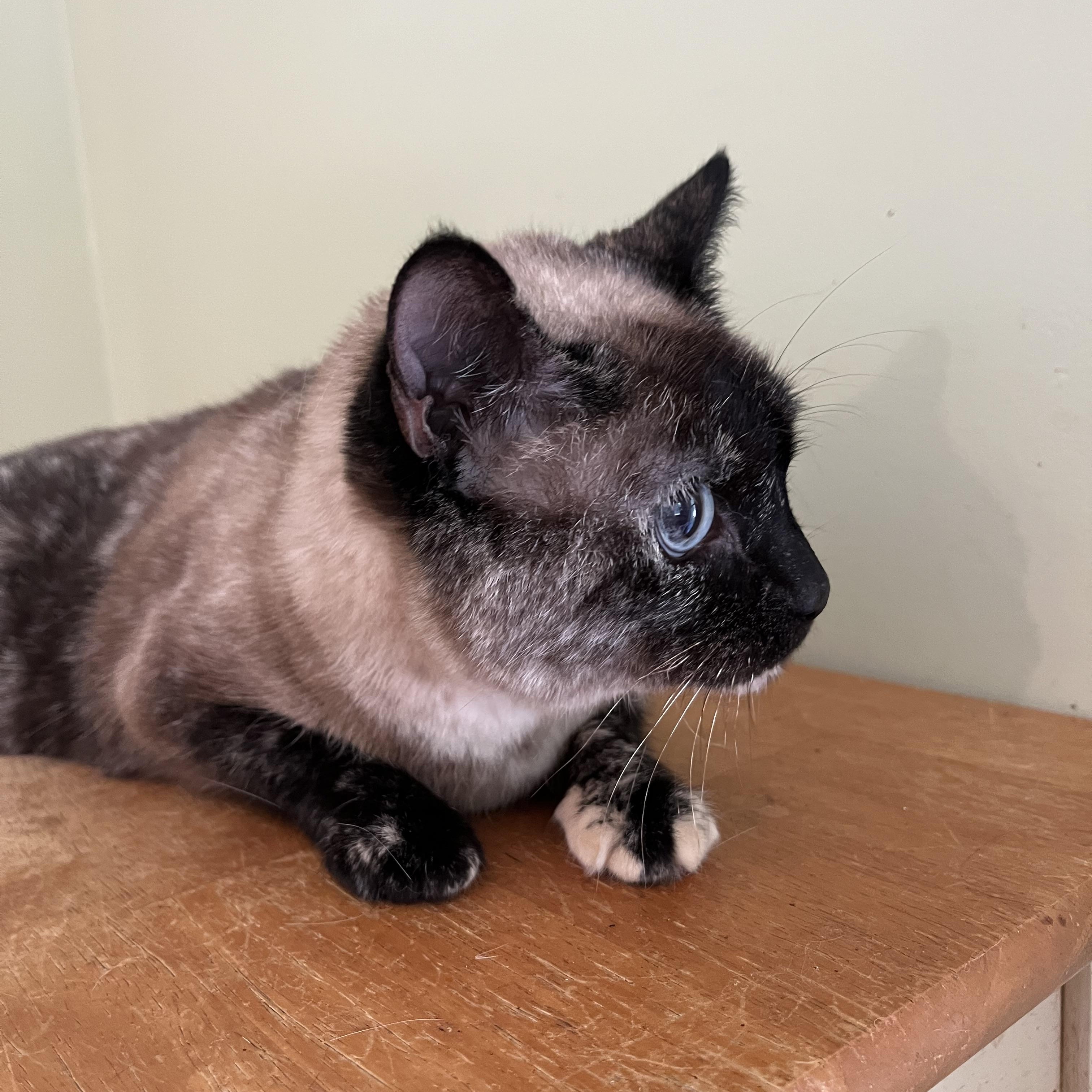 Cola (front declawed)