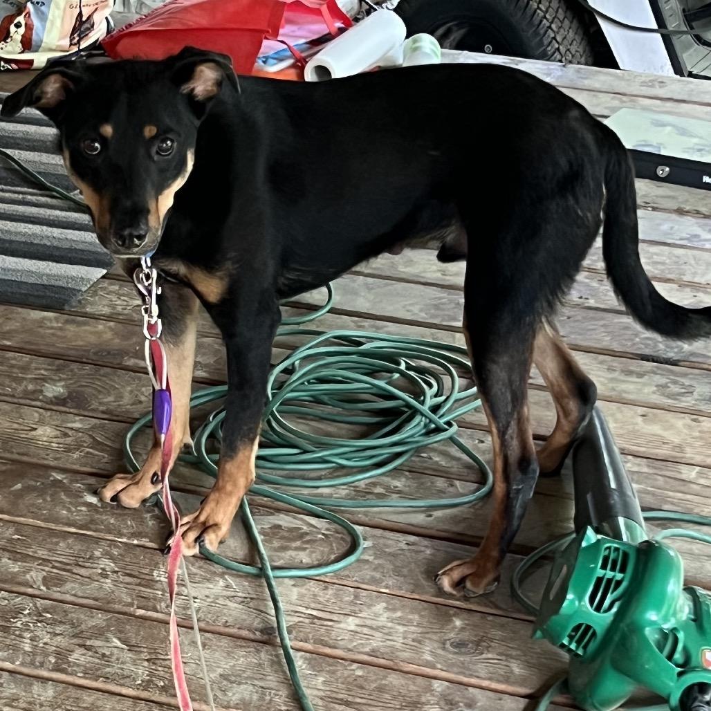 Poe, a Adoptable German Pinscher in Fond Du Lac, WI image 2/2