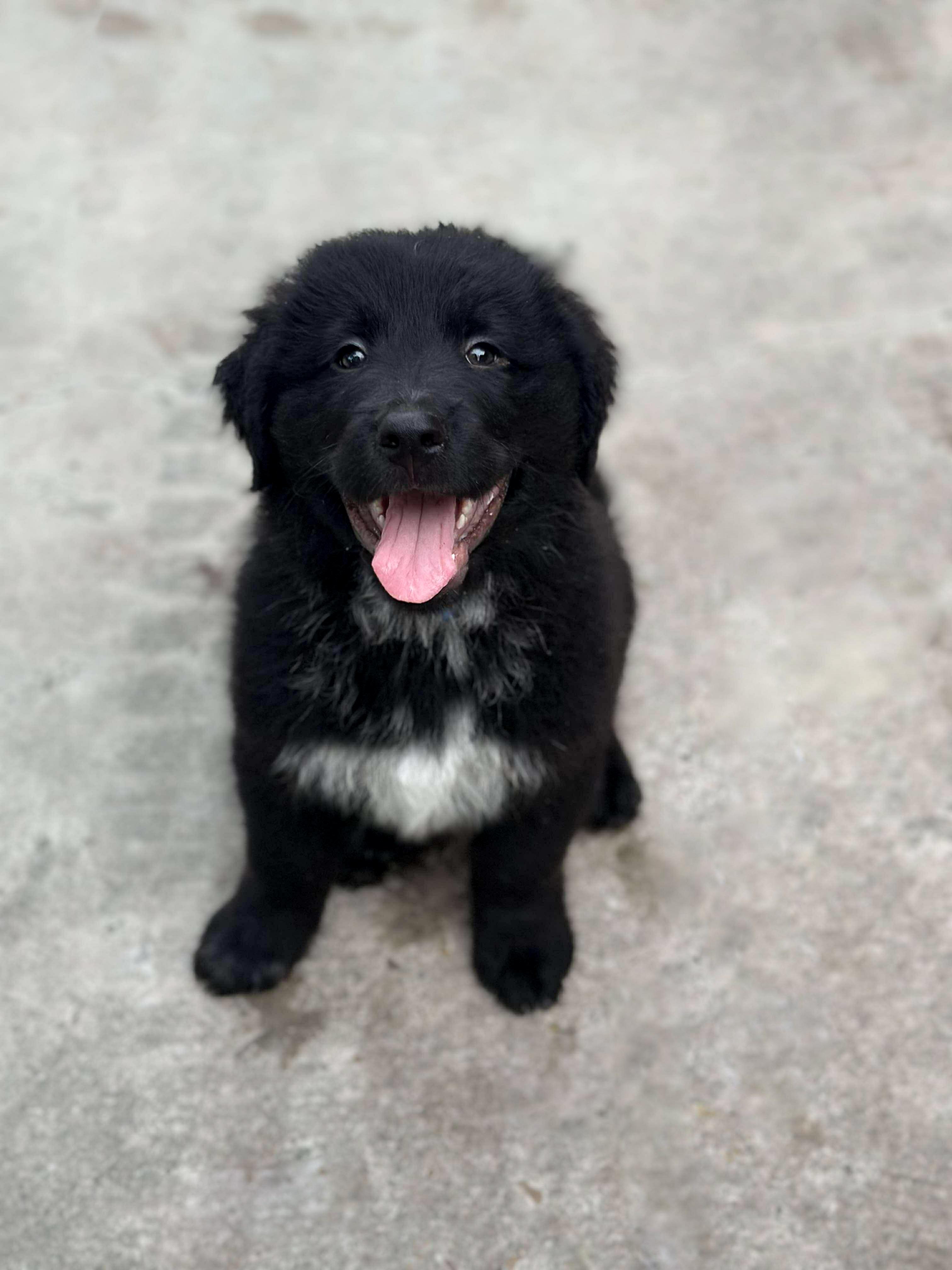 Holiday Litter, an adopted mixed breed in Orlando, FL image 4/6