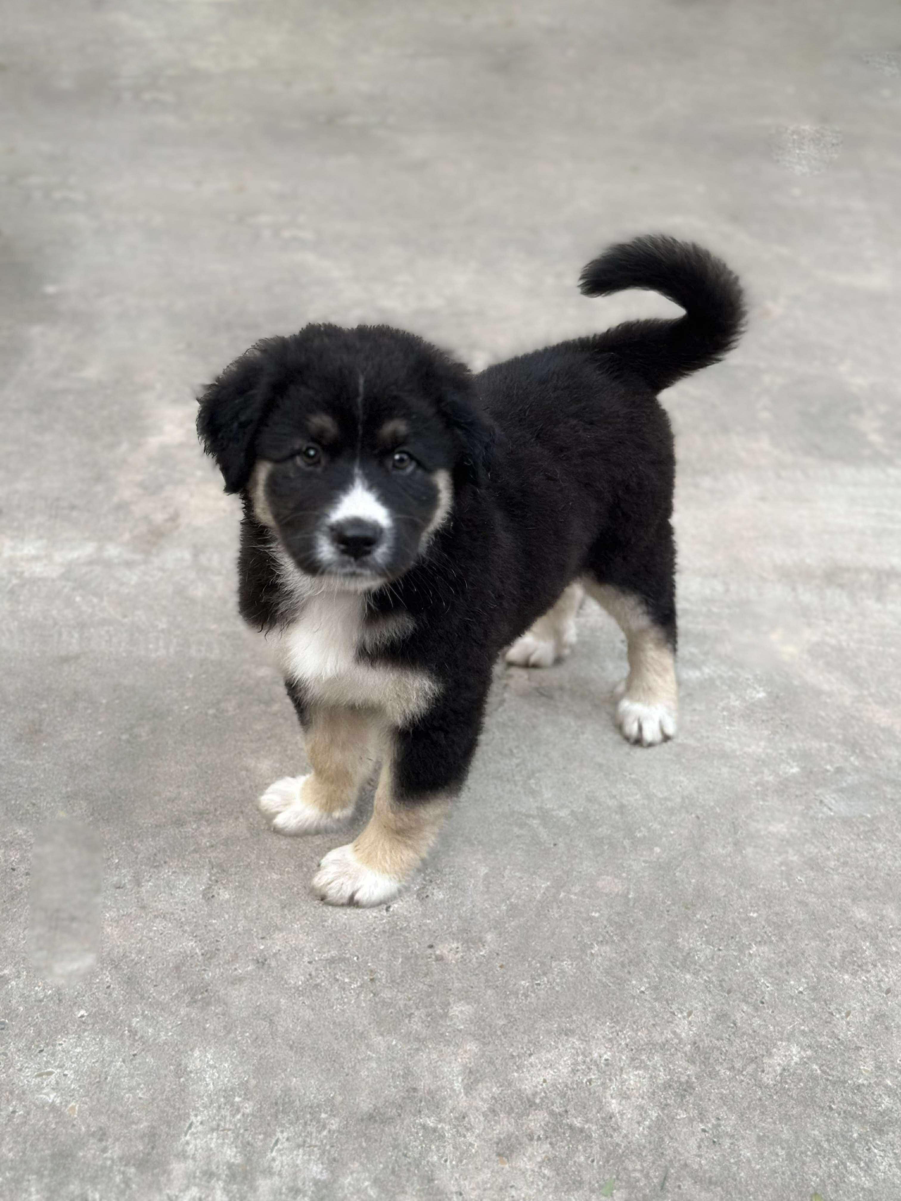 Holiday Litter, an adopted mixed breed in Orlando, FL image 6/6