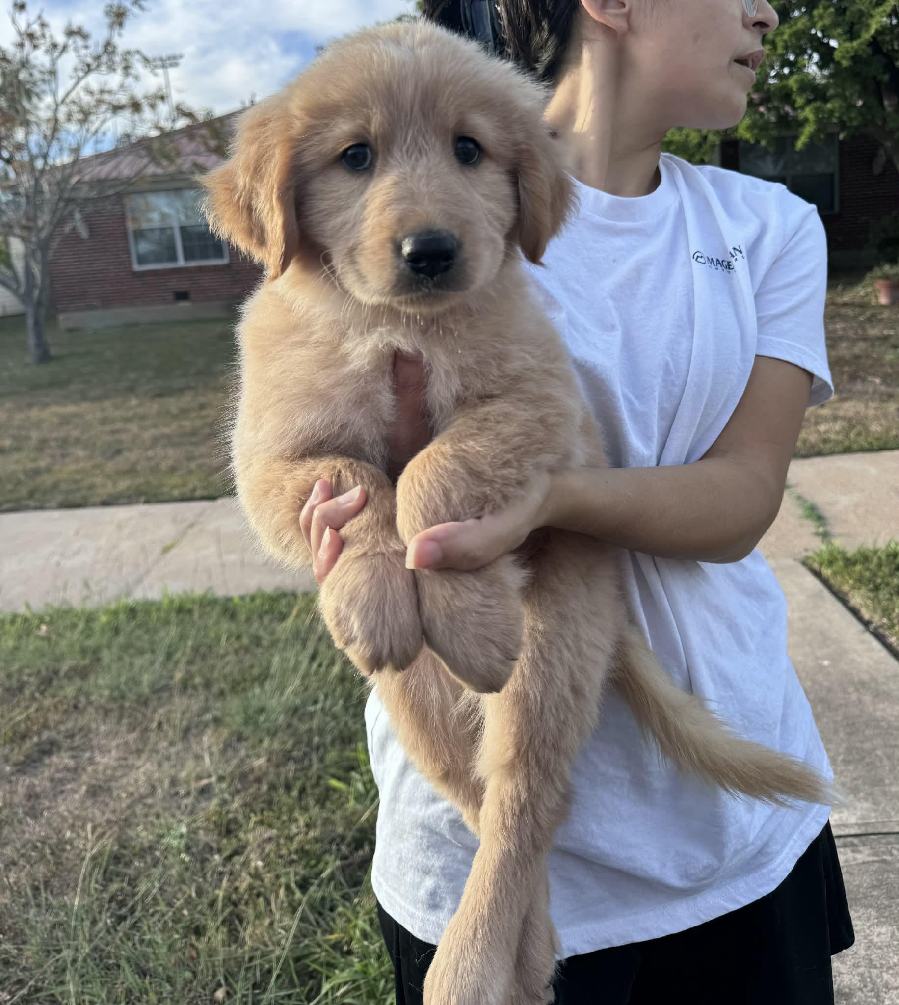 Holiday Litter, Adoptable, Puppy Male Golden Retriever.