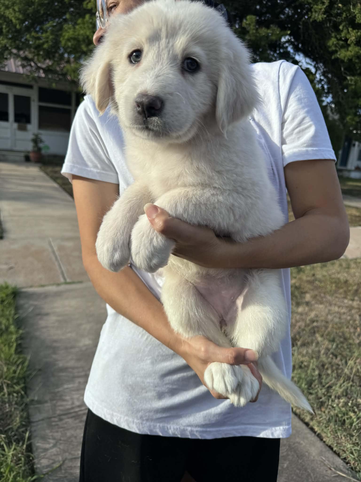 Holiday Litter, an adopted mixed breed in Orlando, FL image 3/6
