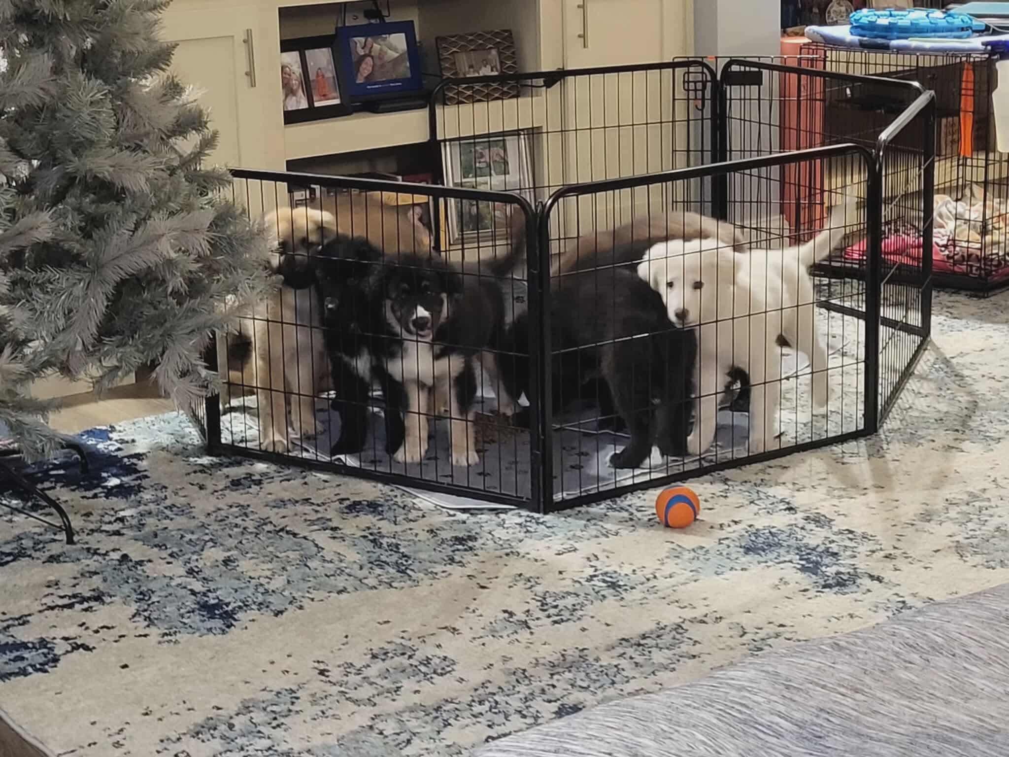 Holiday Litter thumbnail 6