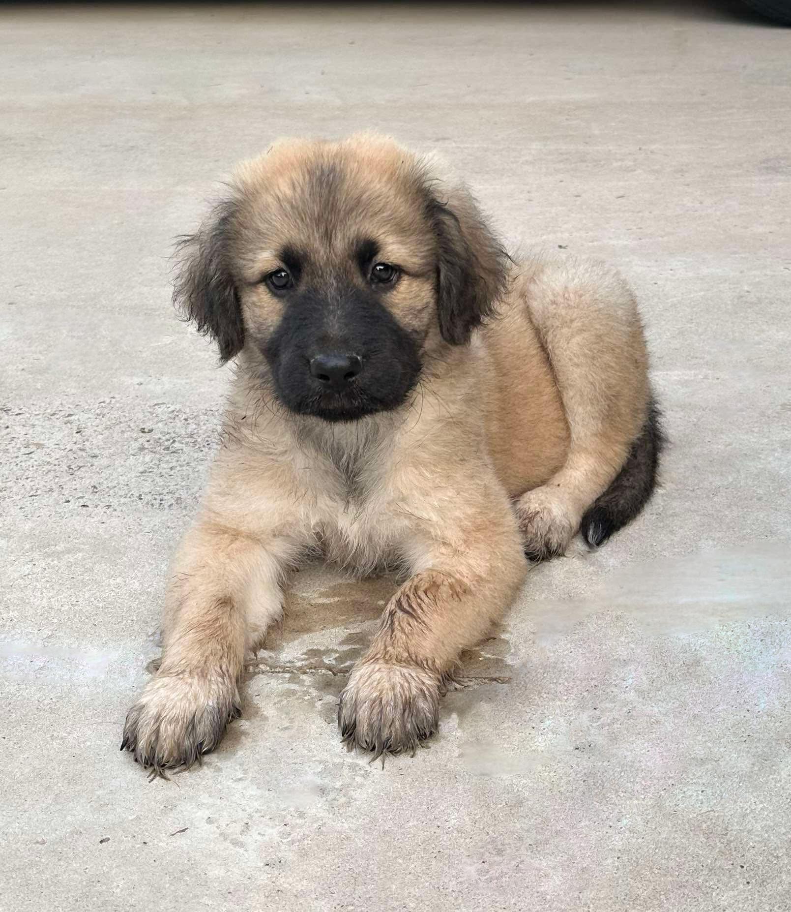 Holiday Litter, an adopted mixed breed in Orlando, FL image 5/6