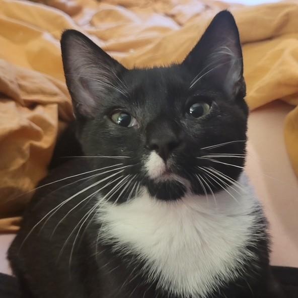 Enlarge Anchovy, a Adoptable Domestic Short Hair in west Warwick, RI image 1/1