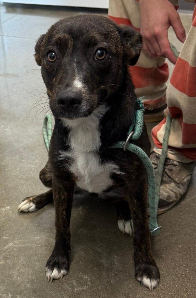 Pearl, Adoptable, Young Female Mountain Cur.