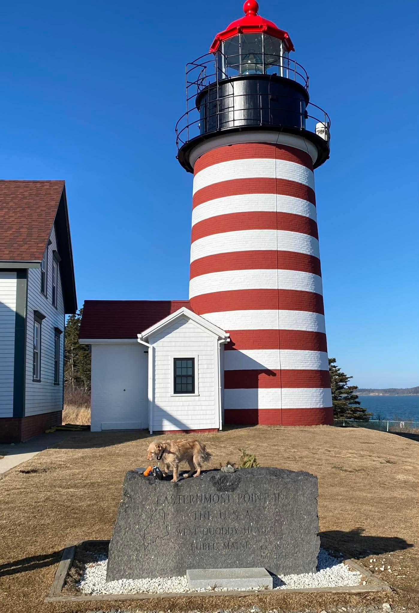 Enlarge Luka, a Adoptable mixed breed in Portland, ME image 6/6