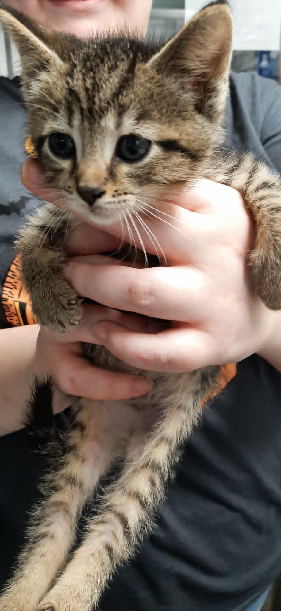 Enlarge Pearl, a Adoptable Domestic Short Hair in Georgetown, OH image 1/3